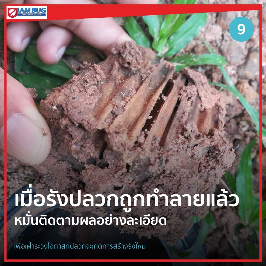 เมื่อรังปลวกถูกทำลายแล้ว