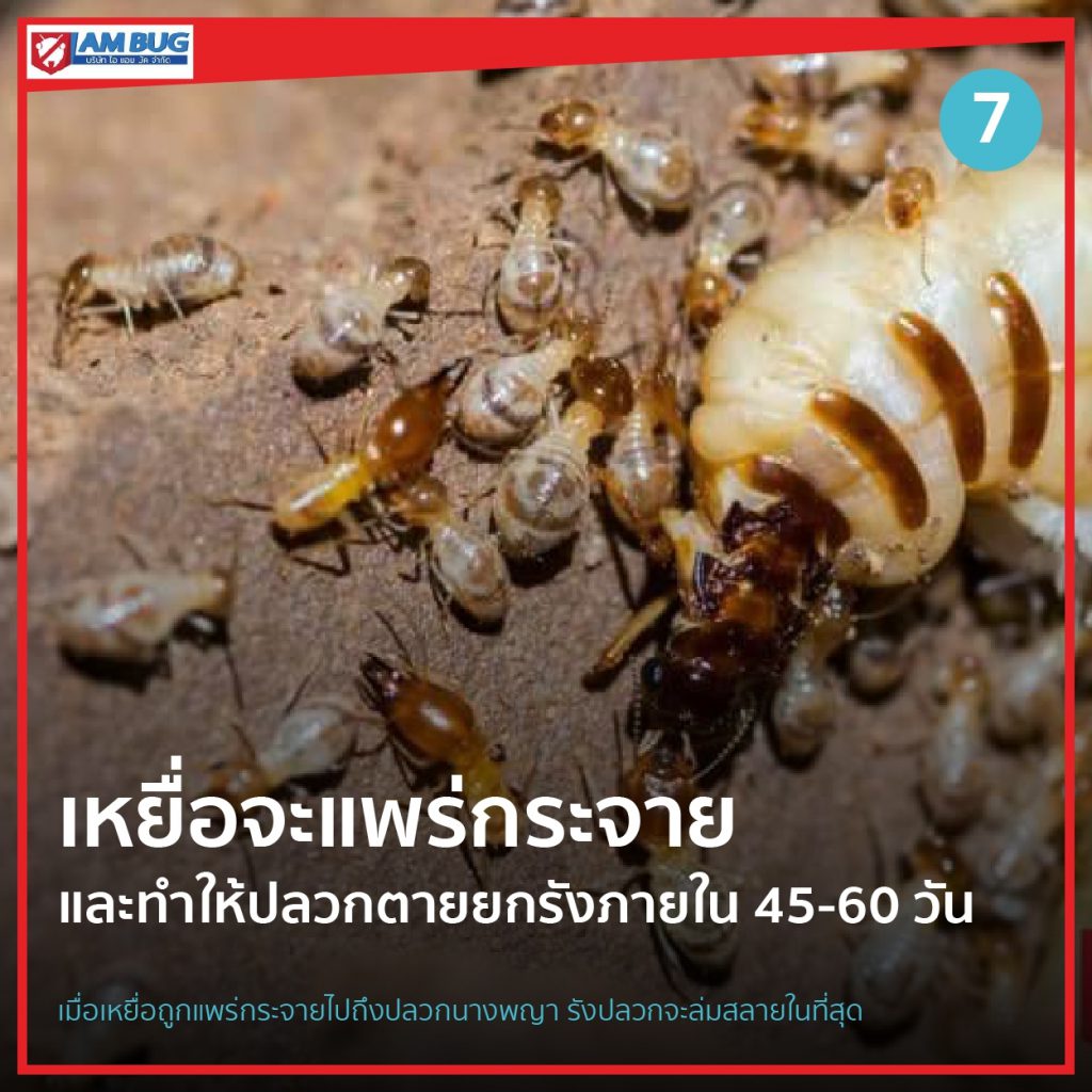การแพร่กระจายของเหยื่อเนเมซิส
