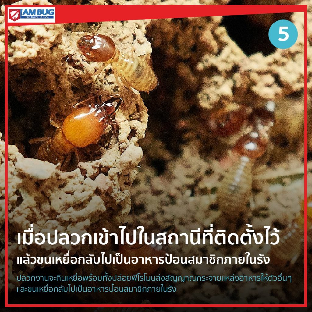 เมื่อปลวกเข้าไปในสถานีที่ติดต้้งไว้